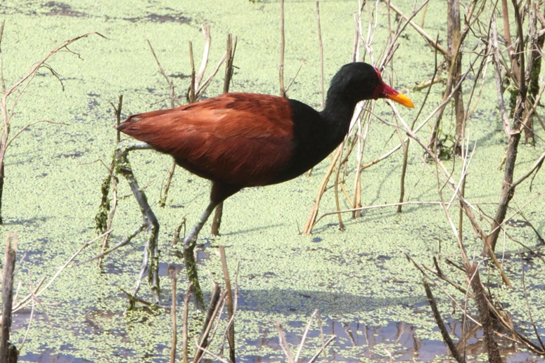 jacana